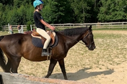 Hunter Brook Horse Farm Inc