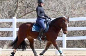 Quarter Line Dressage