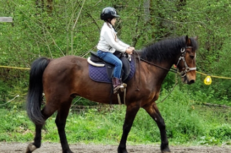  Misty Acres horse Lessons and trail rides