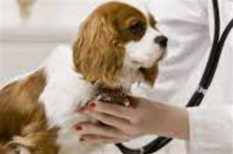 Dr. Kafai Veterinary Hospital