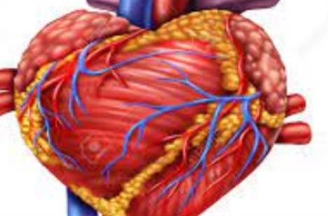 Dr. Neda Dianati Maleki