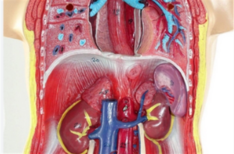 Dr. Nooshin Yashar