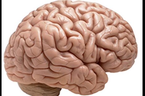 Dr Marjan Dolatshahi