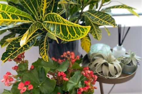 Tara Florist & Gifts