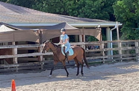MM Equestrian Farm North Miami