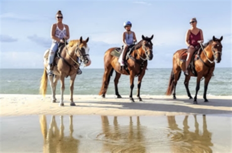 Two-bit Stable Horseback Riding On the Beach