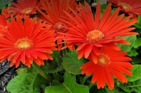 Parvins Mill Flowers