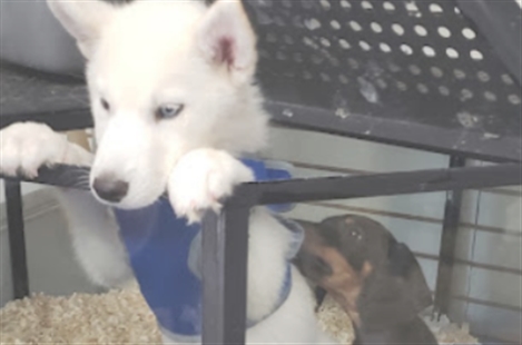 Elia's Pet Shop