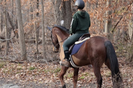 Seaton Hackney Stables
