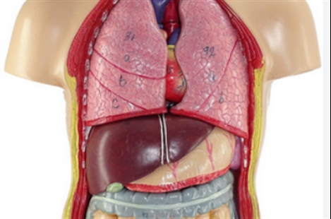 Dr. Shahriar Shayani