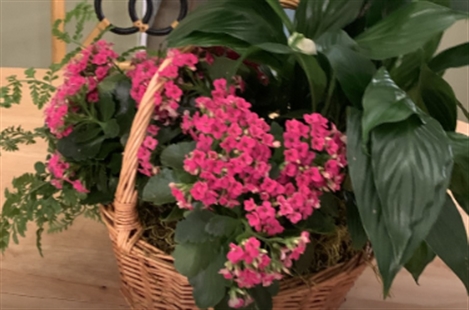 Lilylu Flowers