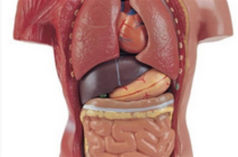 Dr. Shervin Mortazavi